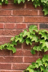 Fototapeta na wymiar Green ivy on the wall