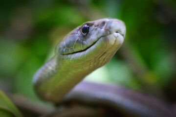 The Black Mamba - Dendroaspis polylepis. Portrait of a world's most venomous snake. Dangerous animal for travelers in african destinations. Wildlife photography. 