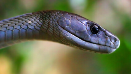 The Black Mamba - Dendroaspis polylepis. Portrait of a world's most venomous snake. Dangerous animal for travelers in african destinations. Wildlife photography. 