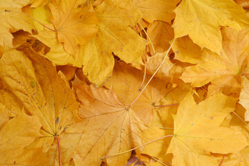 Naklejka na ściany i meble yellow autumn background