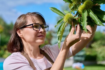 Woman touching chestnut fruit on a tree in garden
