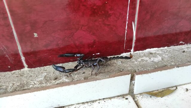 A giant forest black scorpion is looking for a way out of a house in Southeast Asia. Walk on the ground.