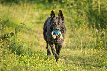 black german shepherd in nature