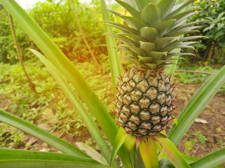 Pineapple tropical fruit growing in the garden. selective focus. blurred concept