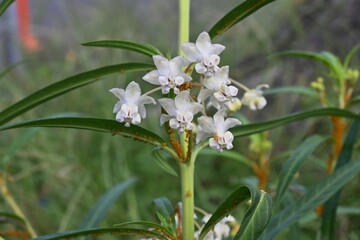 Gomphocarpus physocarpus ( Swan plant )flowers.
Apocynaceae perennial plants. White flowers bloom in summer and globose fruits with soft spines ripen in late fall.