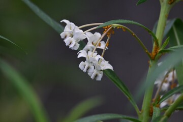 Gomphocarpus physocarpus ( Swan plant )flowers.
Apocynaceae perennial plants. White flowers bloom in summer and globose fruits with soft spines ripen in late fall.