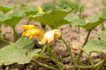 Close up of pumpkin flowers
