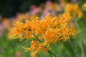 カラフルな彼岸花