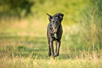 cute black mixed dog in nature