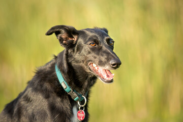 cute black mixed dog in nature
