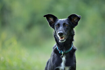 cute black mixed dog in nature