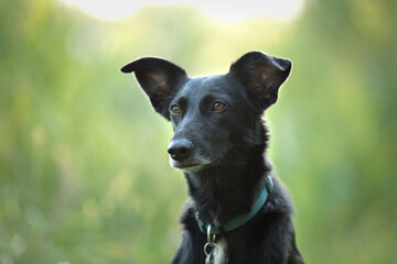 cute black mixed dog in nature