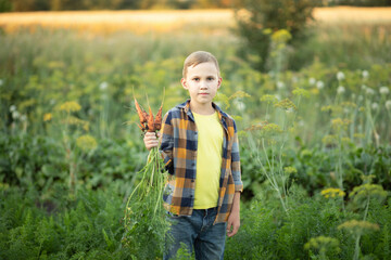 Fototapeta premium Cute young kid boy child picking fresh organic carrots in a garden or farm, harvesting vegetables. Agriculture, local business and healthy food concept.