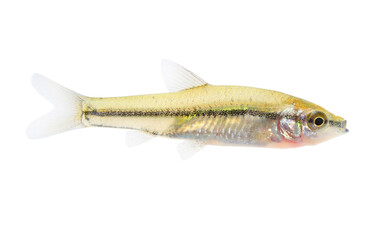 Pest fish The Stone Moroko - Pseudorasbora Parva or Topmouth Gudgeon isolated on white background. This animal is included since 2016 in the list of Invasive Alien Species of Union concern. - 529799085