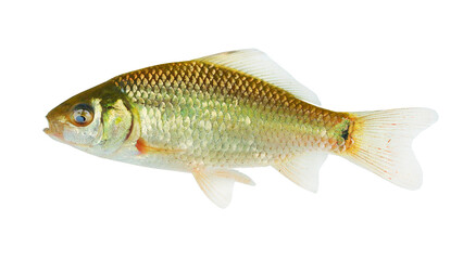 Crucian Carp - Carassius Carassius, fish isolated on white background. Endangered species in Europe. 