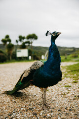 Obraz premium Colorful peacock posing in garden, shot in New Zealand
