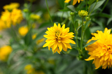 Coreopsis fully double, golden yellow flowers Solanna Golden Sphere perennial in summer cottage garden