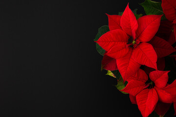 Beautiful Christmas flower Poinsettia close-up on a black background