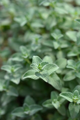 Catmint Snowflake