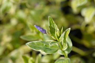 Variegated Greater periwinkle