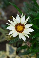 Fototapeta premium Treasure flower Daybreak White