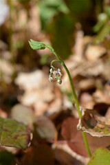 Obraz premium Alpine barrenwort