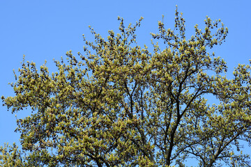 American sweetgum