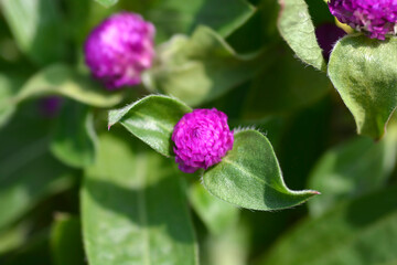 Globe amaranth