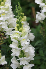 Fototapeta premium Flowering spikes of white snapdragon flowers