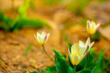 Obraz premium Spring flowers under the rays of sunlight. Snowdrops close-up. Beautiful landscape of nature. Hi spring. Beautiful flowers on a green meadow.