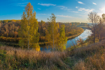 Fototapeta premium autumn in the forest