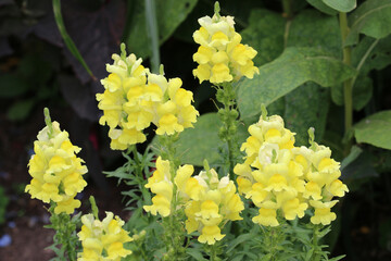 Flowering spikes of yellow snapdragon flowers