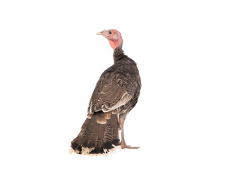 turkey isolated on white background