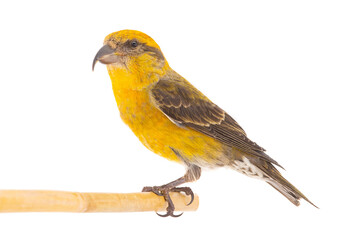 female yellow crossbill (loxia curvirostra) sitting on a tree branch isolated on white background