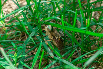 A large gadfly or horse fly sits in the green grass.