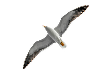 A bird in flight with open wings against a background of blue sky and clouds, view from below