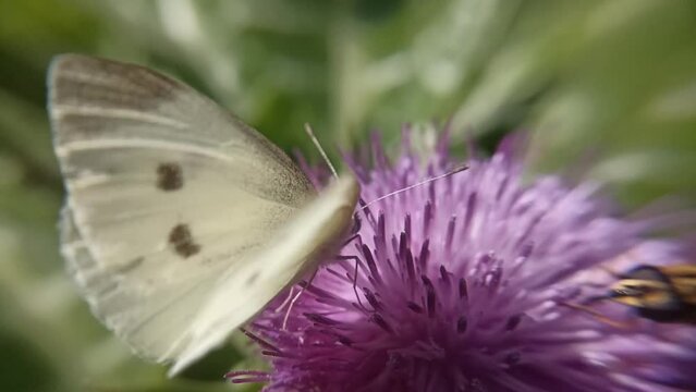 A cabbage butterfly on a pink flower (milk thistle) feeds on nectar. Video. Macro photography.