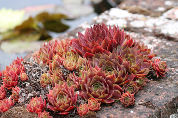 Houseleek plant on brick wall in close up