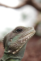 portrait of abearded dragon lizard