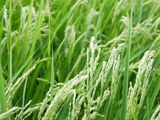 稲穂　ear of rice