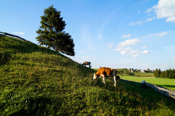 cow grazing on the sunlit green meadows of the alpine valley in Nesselwang, Allgau, Bavaria, Germany	
