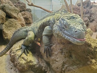 Fototapeta premium Eye Reptile Iguania Lizard Organism Scaled reptile