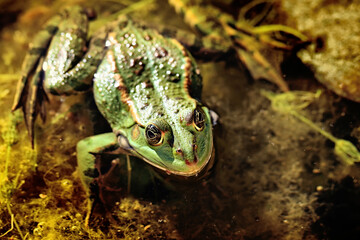 Frog
