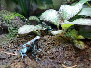 Terrestrial plant Groundcover Plant Leaf vegetable Soil Flowering plant