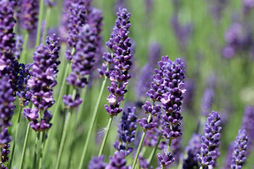 Purple lavender flowers in close up