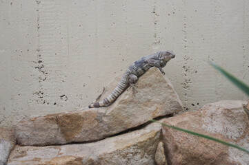 lizard on the sandstone at the zoo