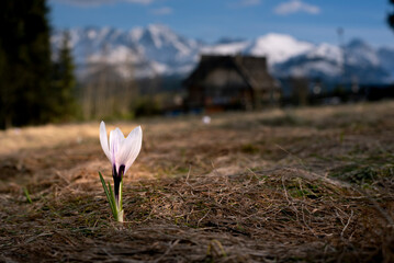 Fototapeta Crocuses under the Tatra Mountains, spring, Podhale, close to Zakopane, sunny morning. 
Krokusy pod Tatrami, wiosna, Podhale, blisko Zakopanego, słoneczny poranek obraz