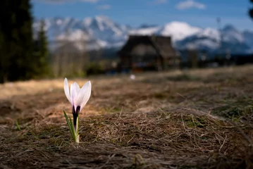 Fototapeten Crocuses under the Tatra Mountains, spring, Podhale, close to Zakopane, sunny morning.  Krokusy pod Tatrami, wiosna, Podhale, blisko Zakopanego, słoneczny poranek © Arkadiusz