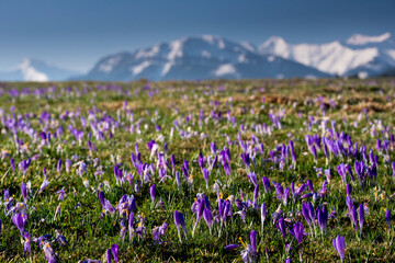 Fototapeta Crocuses under the Tatra Mountains, spring, Podhale, close to Zakopane, sunny morning.
Krokusy pod Tatrami, wiosna, Podhale, blisko Zakopanego, słoneczny poranek obraz
