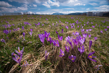 Fototapeta Crocuses under the Tatra Mountains, spring, Podhale, close to Zakopane, sunny morning.
Krokusy pod Tatrami, wiosna, Podhale, blisko Zakopanego, słoneczny poranek obraz